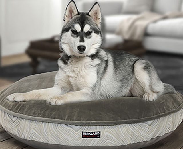 Costco pet bed