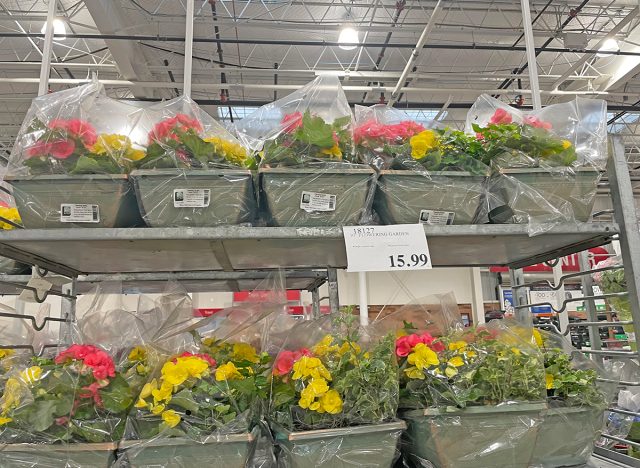 Display of 10-Inch Flowering Gardens at Costco Wholesale