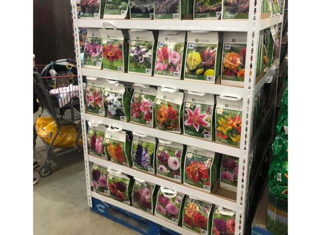 a display of spring bulbs at costco.