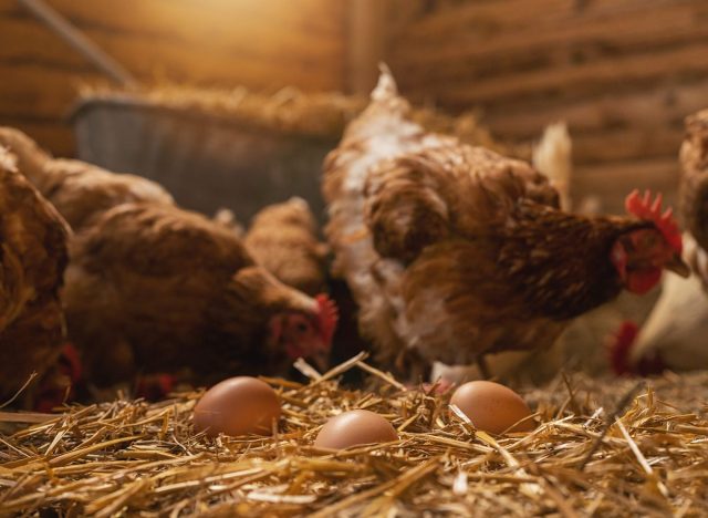 Chickens laying eggs