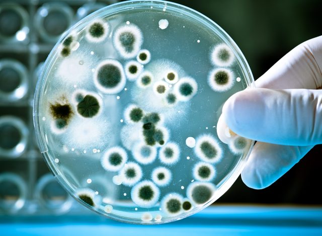 Gloved hand holding a Petri dish, listeria