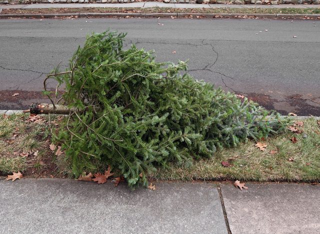 Dead Christmas Tree