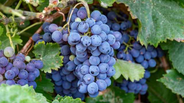 Concord Grapes growing on a vine in a garden.