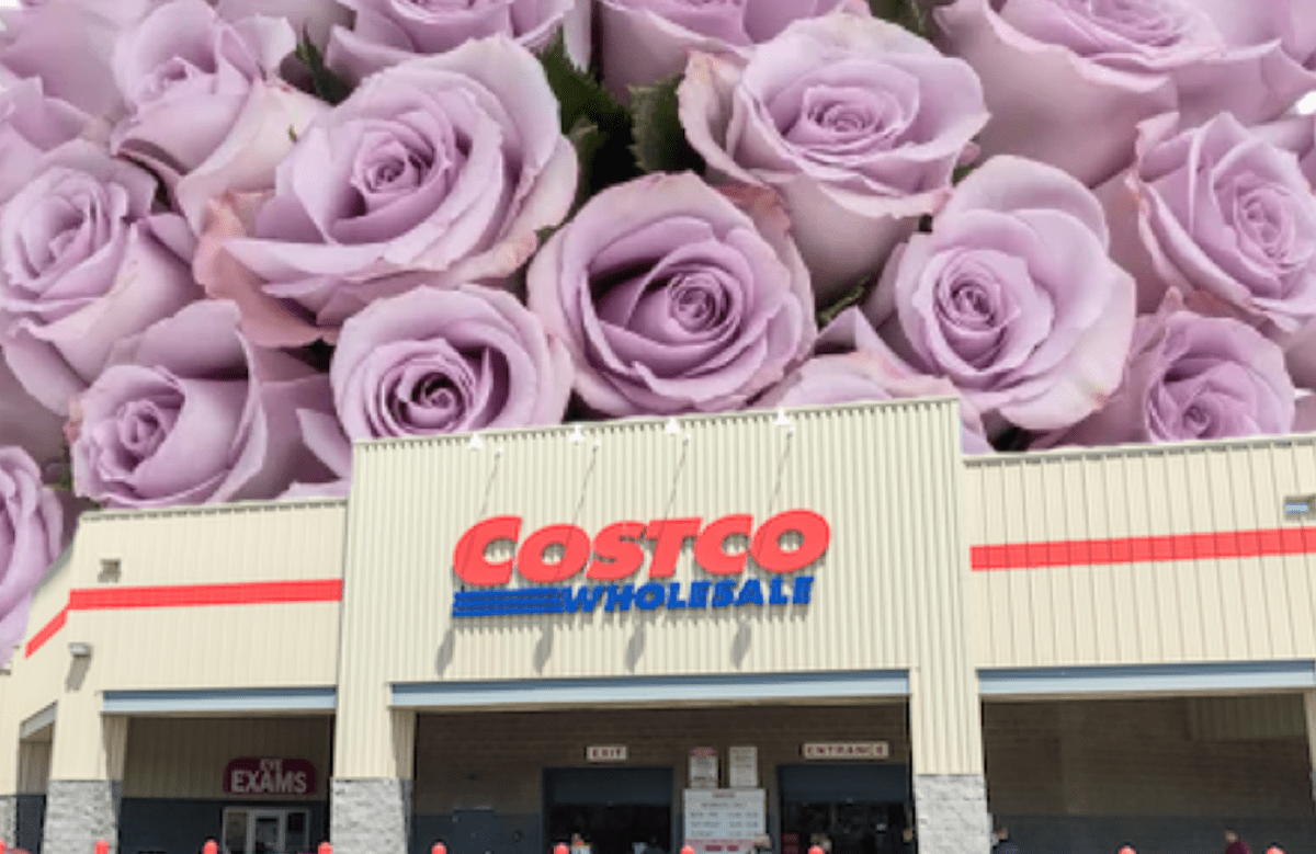 Mother's Day 50 stem Lavender Roses copy