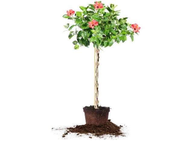 Costco Braided Hibiscus Tree