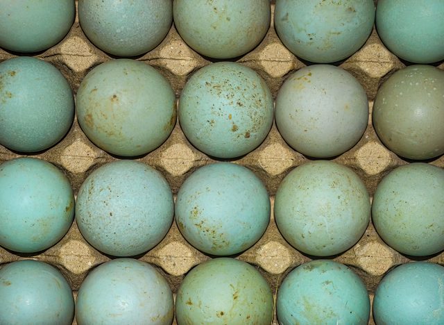 duck eggs neatly arranged in an egg box or tray to be processed into salted eggs