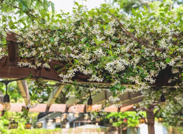 Star Jasmine Flowering Plant 3 Gallon