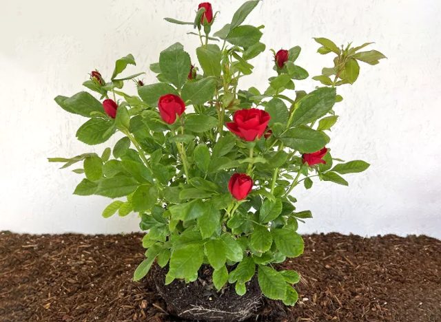 Rose Petite Knock Out, 3 Plants, 2-Gal Pots