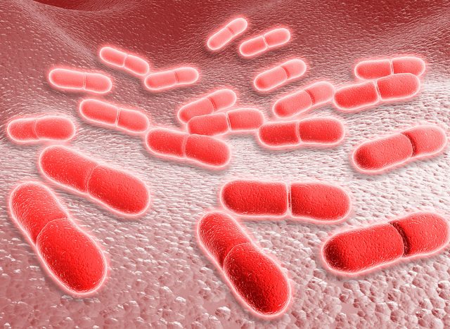 Microscopic view of Listeria monocytogenes.