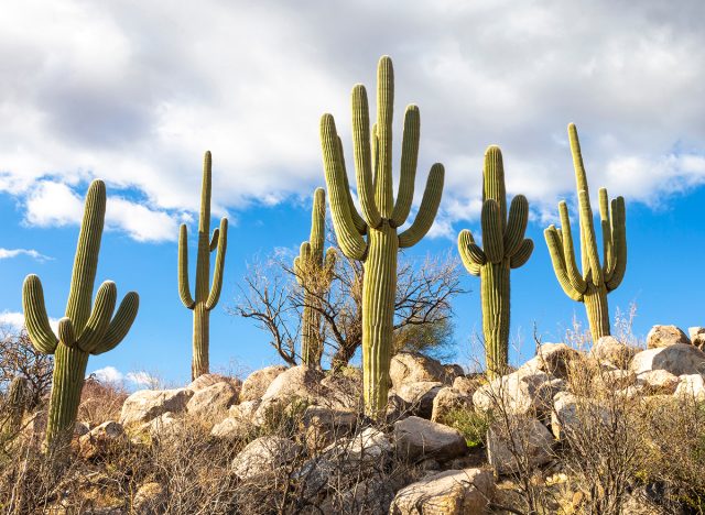 USA, Arizona, Catalina State Park, saguaro cactus, Carnegiea gigantea. The giant saguaro cactus punctuates the rocky desert landscape.