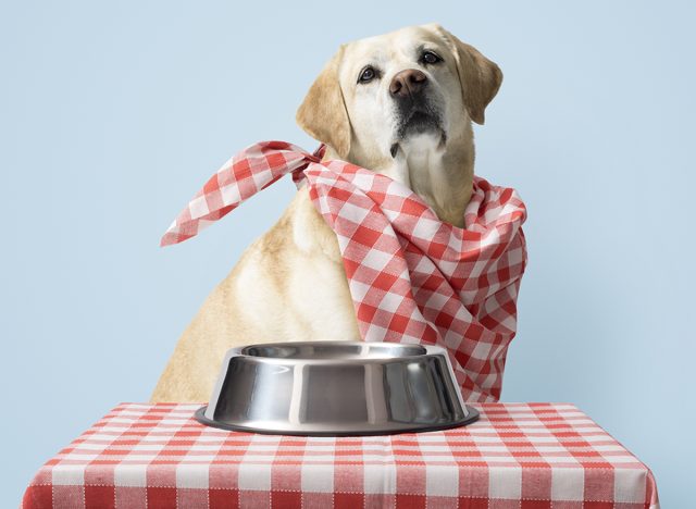 Funny dog wearing a bib and sitting at the table waiting to eat: pet food concept, copy space