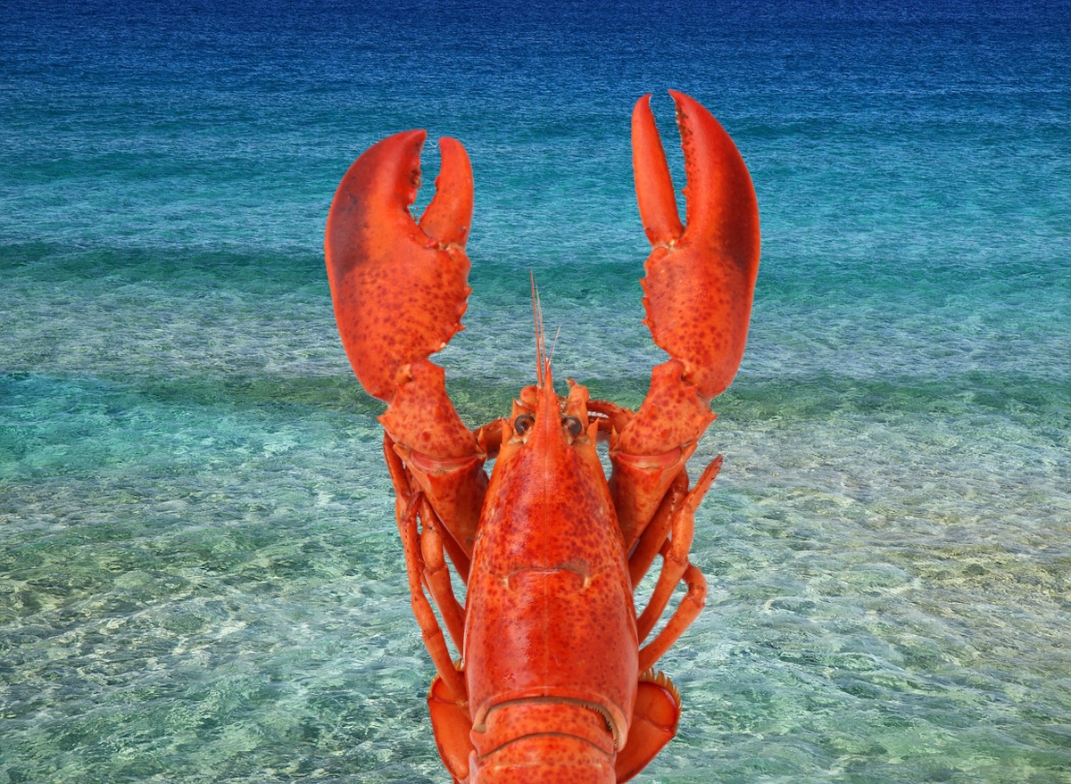 Lobster, ocean