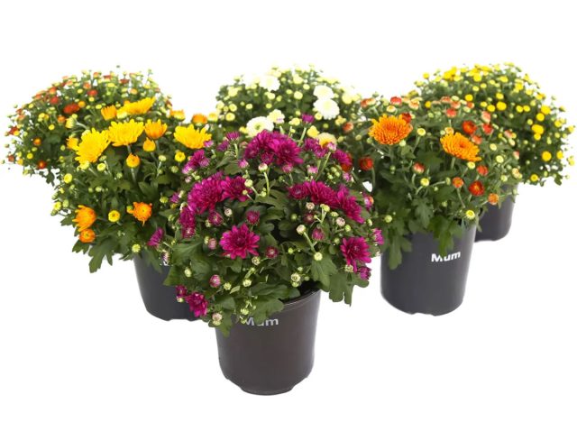 Fall Garden Mums 6 Pack