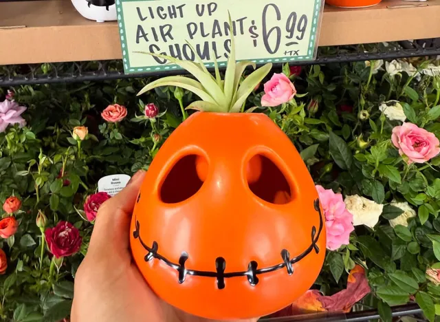 Light Up Air Plants and Ghouls
