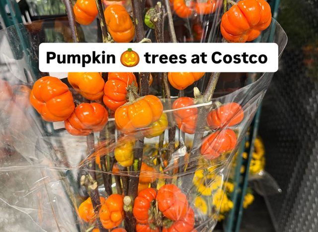 Pumpkin Trees at Costco
