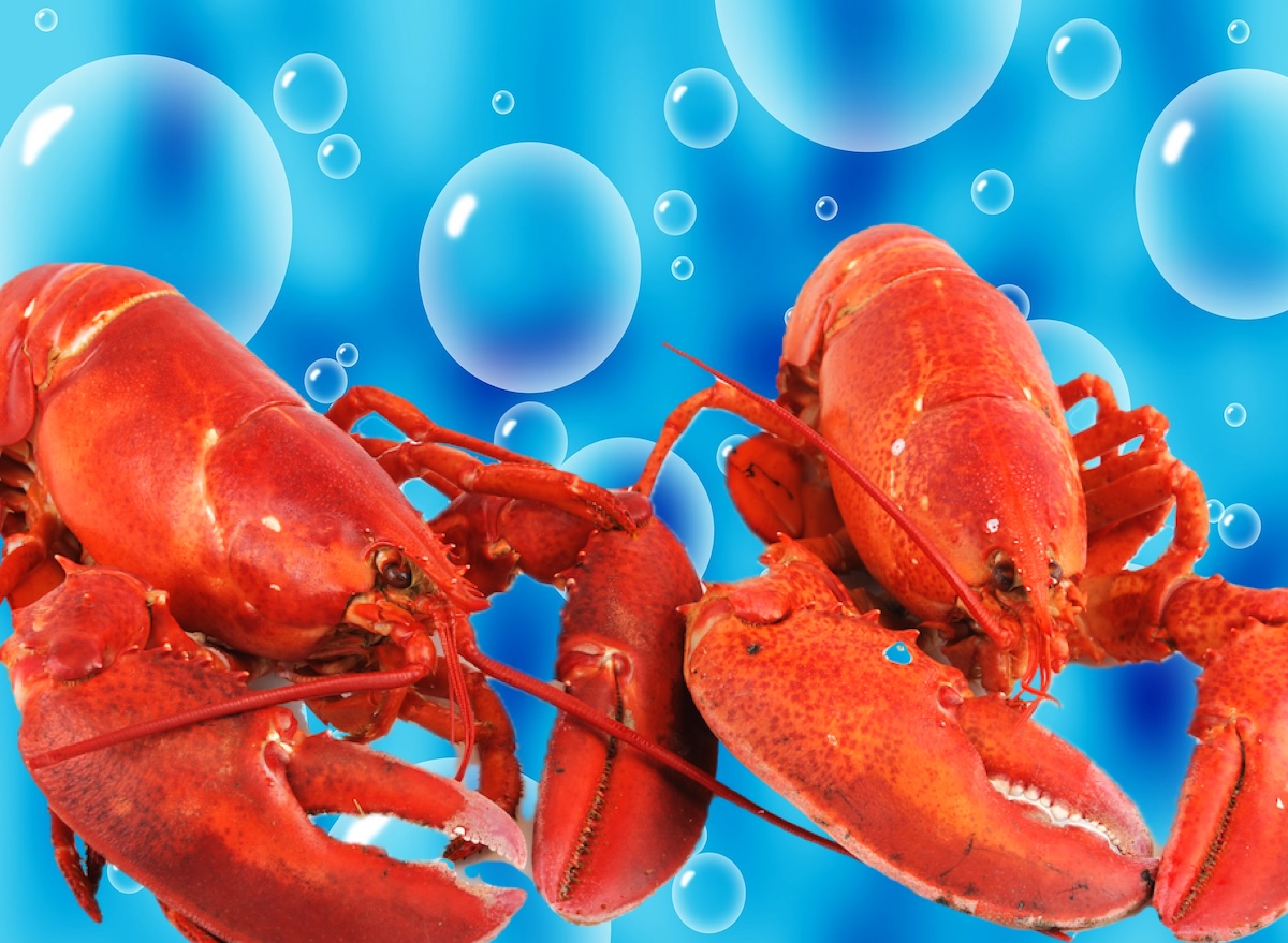 Bubbles, lobster
