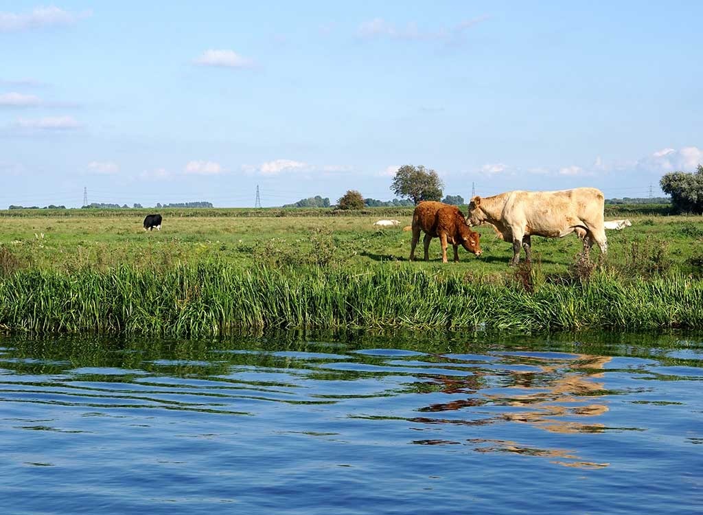 cows eating grass