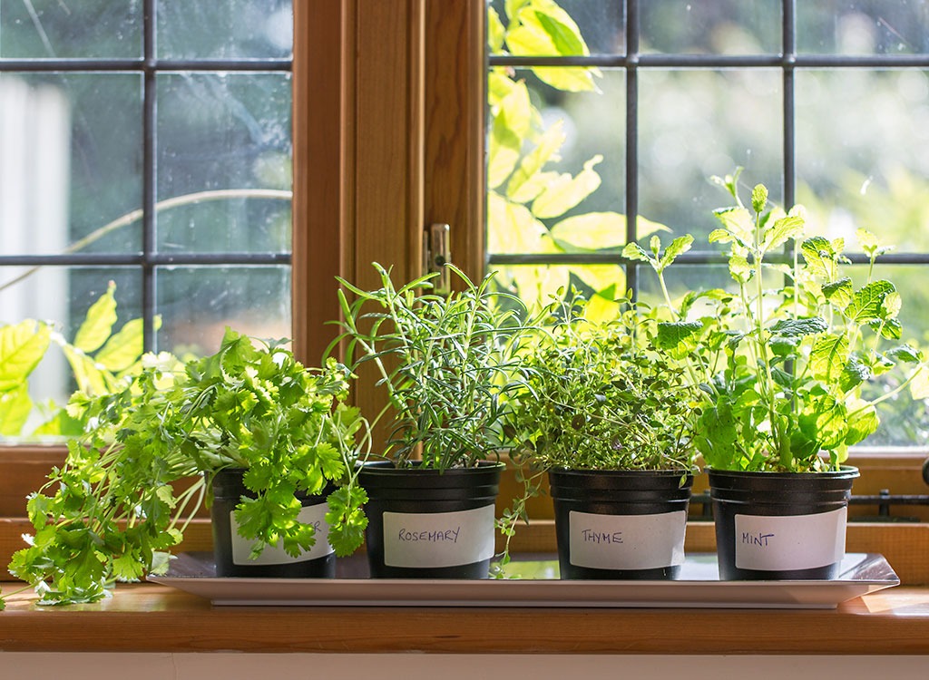 Potted herbs on windowsill