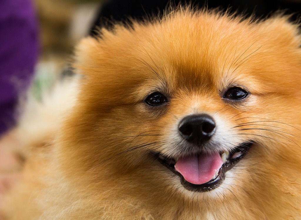 Smiling Pomeranian