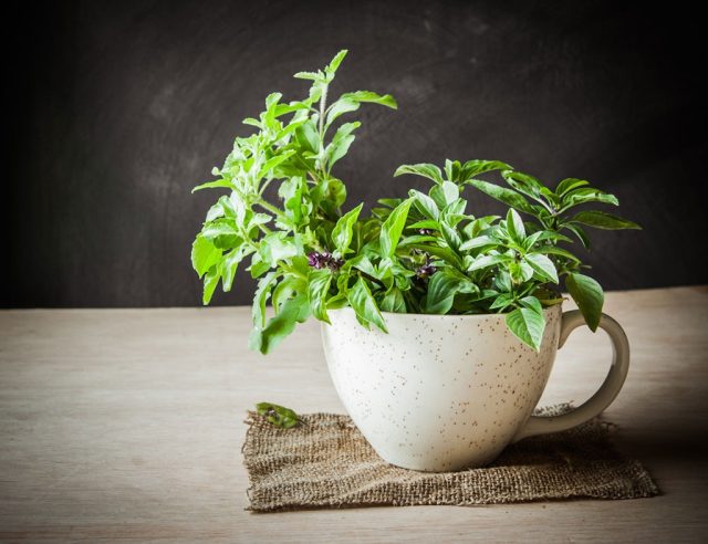 holy basil in white bowl