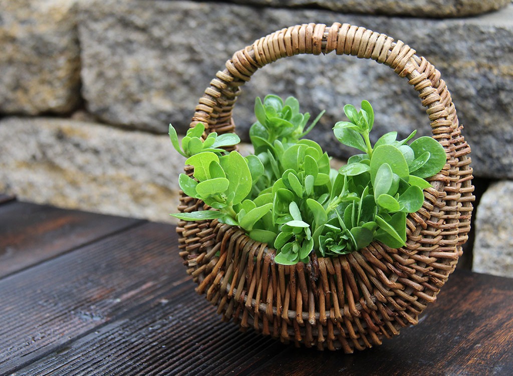 Purslane