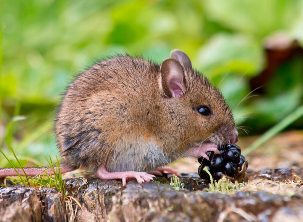 mouse eating