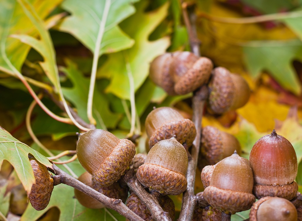 acorns