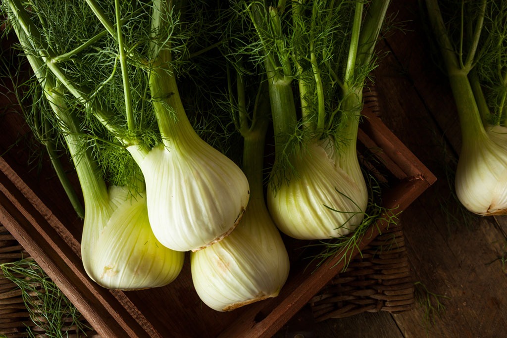 Fennel