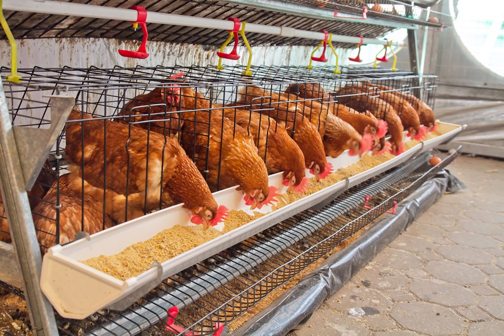 Chickens in cages eating