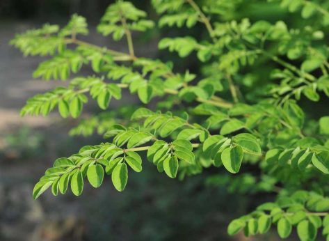 Moringa Is a Superfood You've Never Heard Of