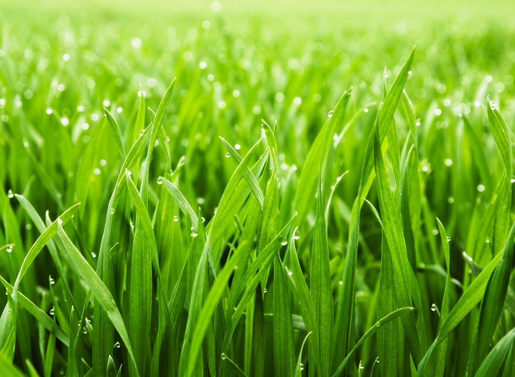 grass