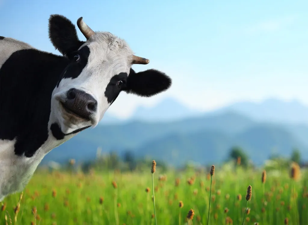 cow