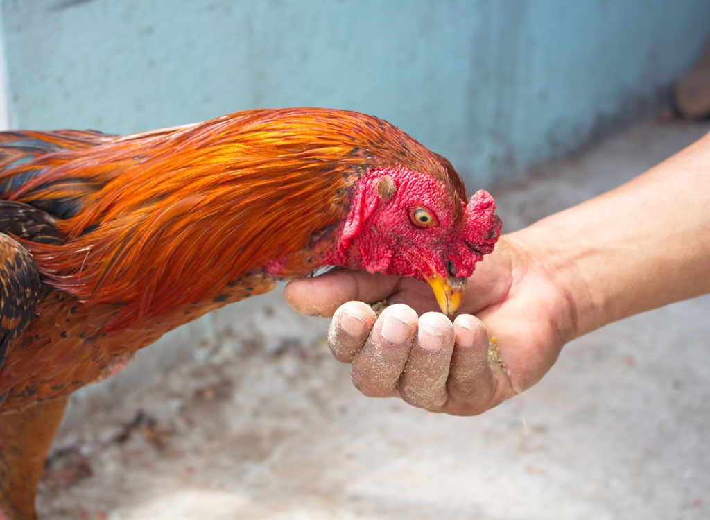 chicken being fed