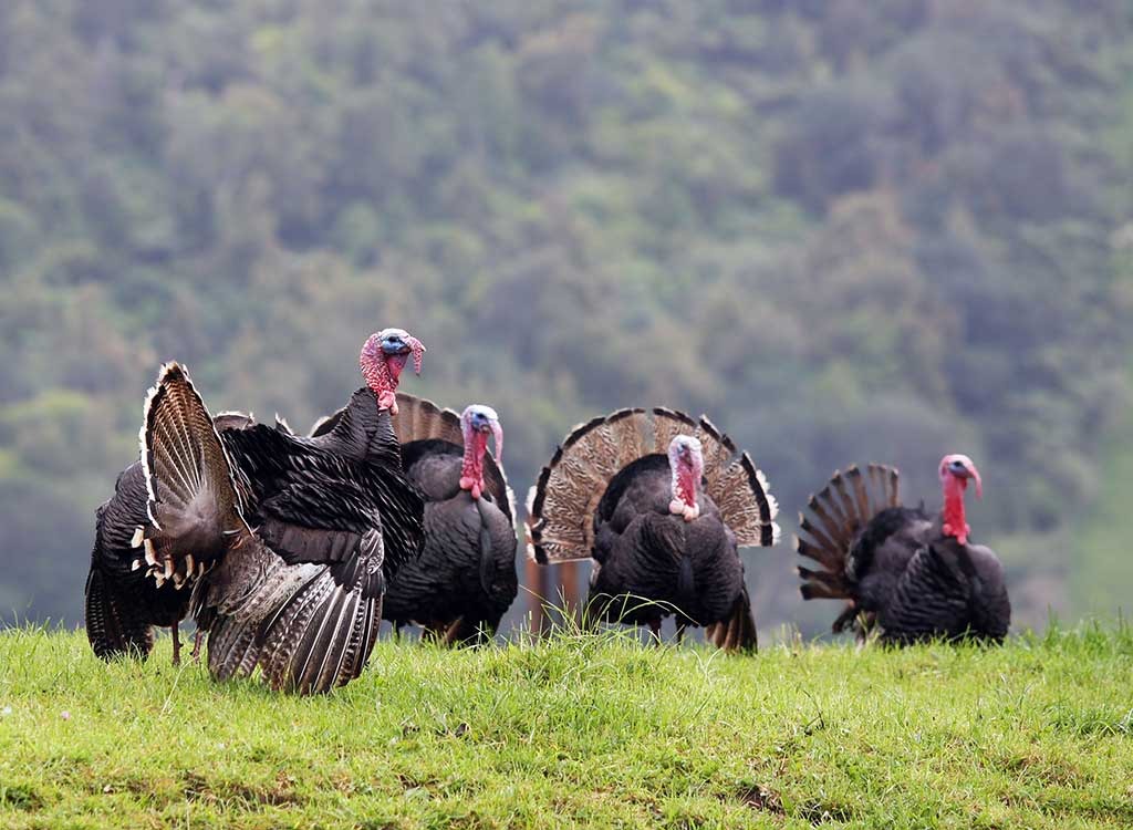 live turkeys