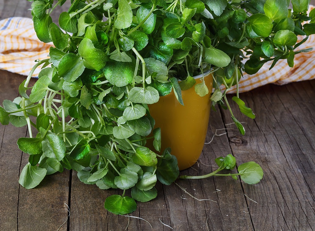 watercress potted plant