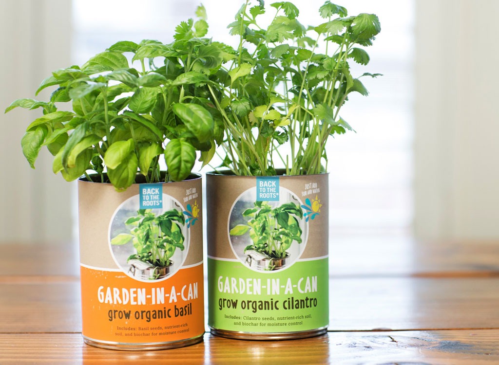 Busy stocked foods herb garden