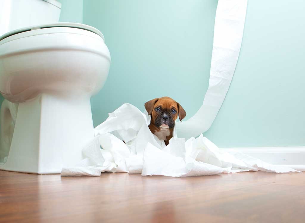 dog in toilet paper pile
