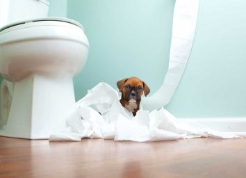 Bathroom toilet paper and dog