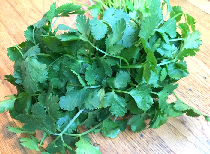 Cilantro