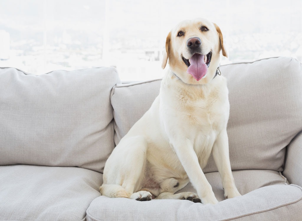 Dog on sofa